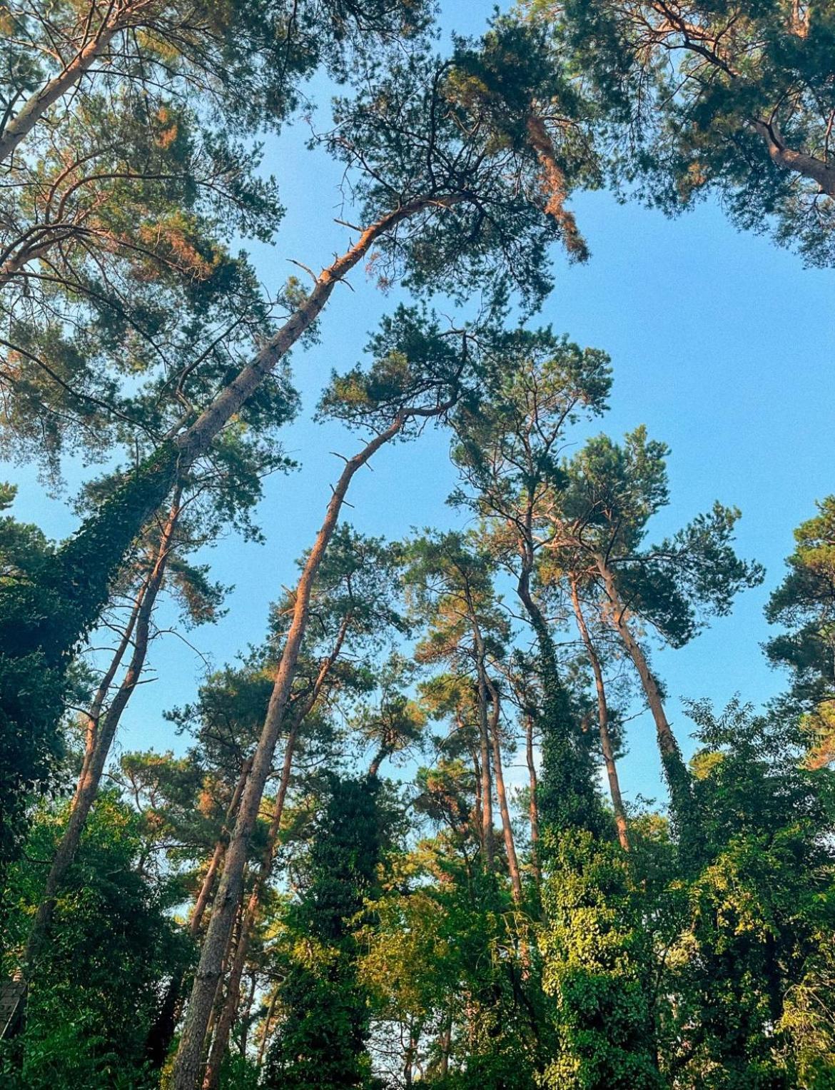 Boshuisje Pinus Sonnevijver Residences Lanaken Luaran gambar
