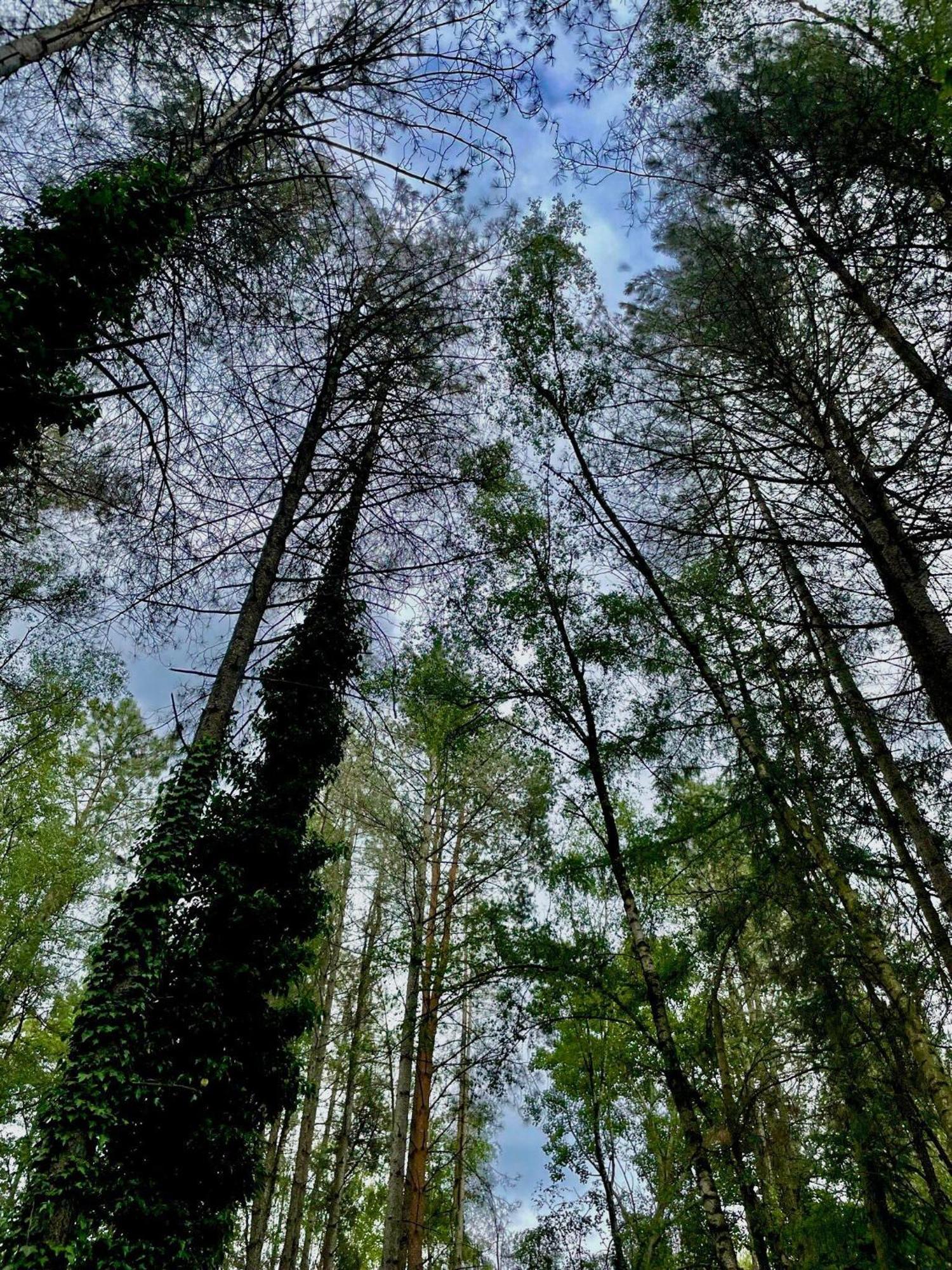 Boshuisje Pinus Sonnevijver Residences Lanaken Luaran gambar