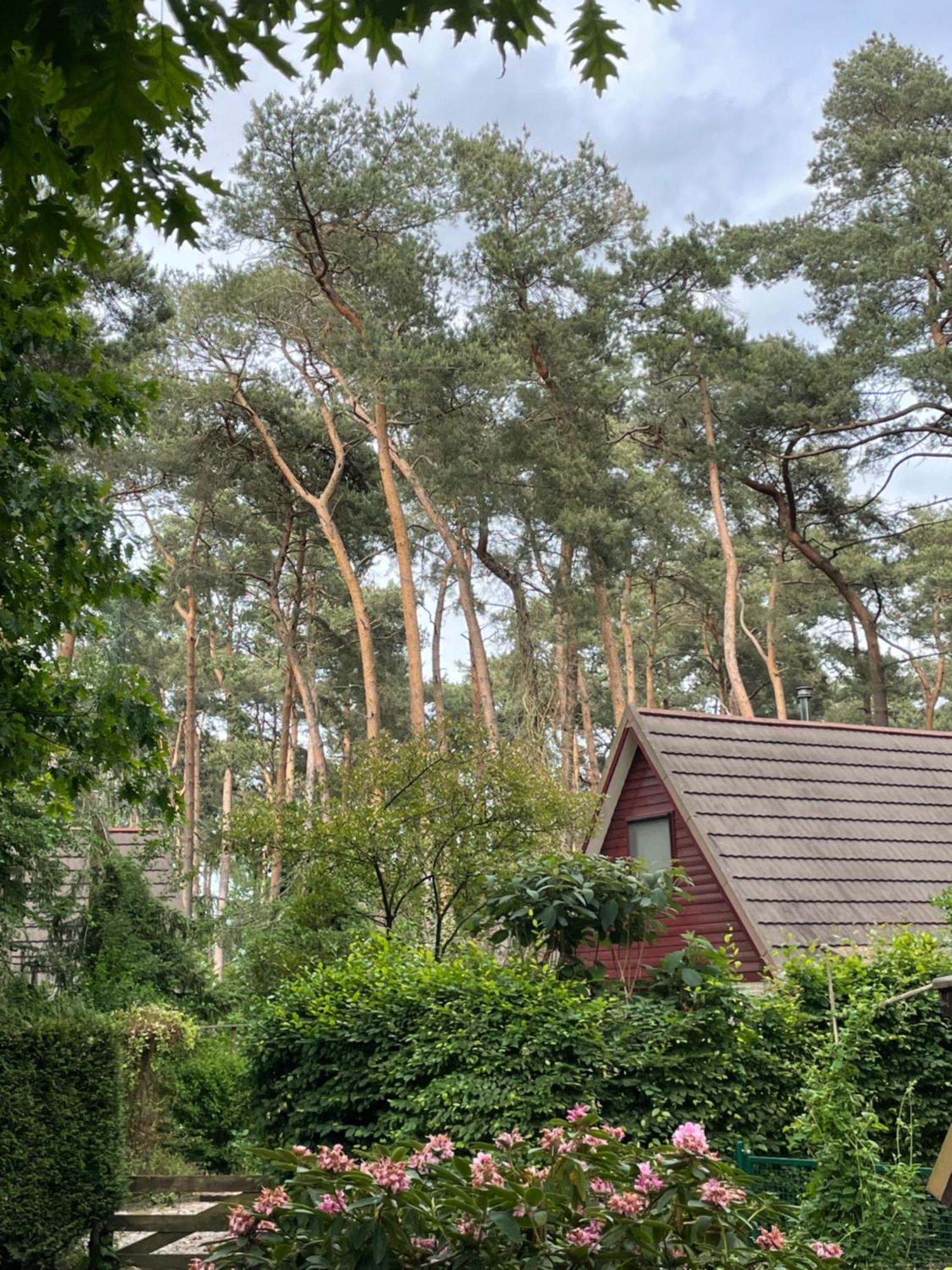 Boshuisje Pinus Sonnevijver Residences Lanaken Luaran gambar